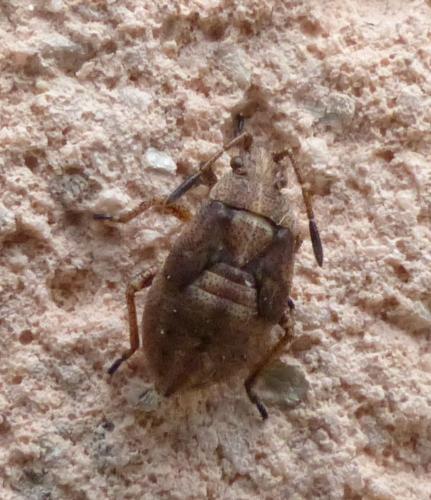 Réf. 241 263 : Stictopleurus sp.